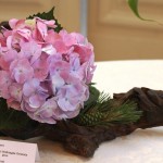 Hydrangea , Tek, Pino
Ikebana Stile libero 

Composizione senza contenitore